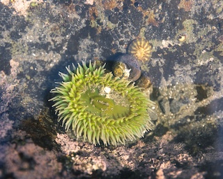 Photography by Keagen Thomson of a tide pool in Rialto Beach Washington, Yellow anenome and seashells in a shallow tide pool